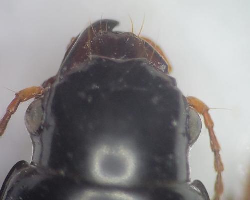 Acinopus picipes